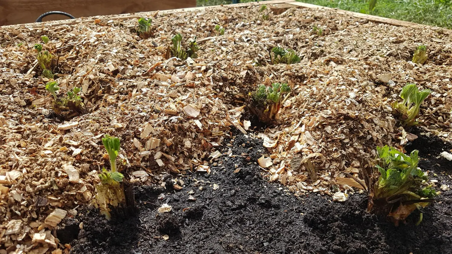 Why Bulk Mulch is a Smart Choice for Large Landscaping Projects in Calgary
