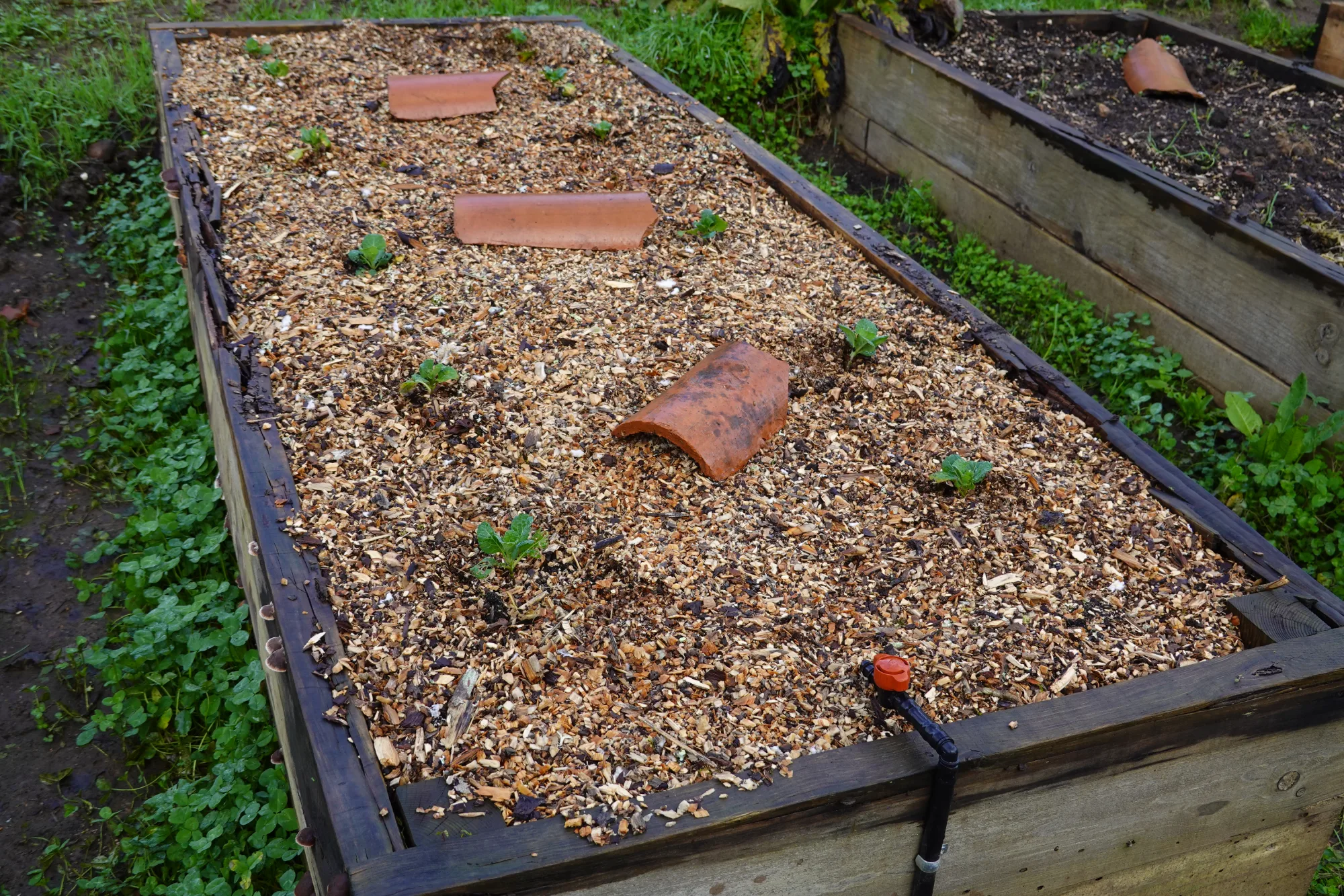 Cedar Mulch in Calgary: The Smart Choice for Beautiful, Low-Maintenance Landscapes