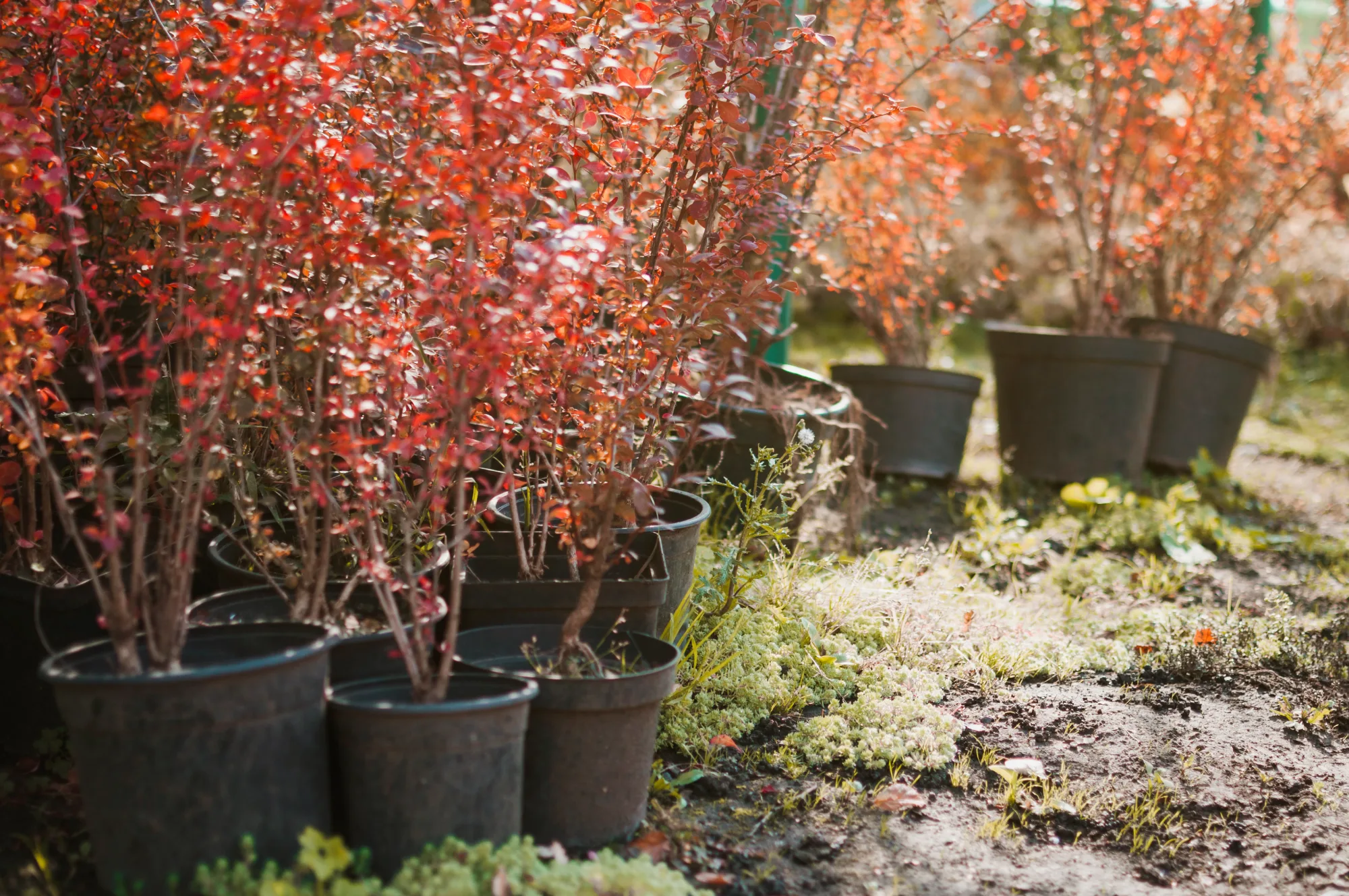 Why Parkland Premium Mulch Is One of the Best Choices for Calgary Landscapes
