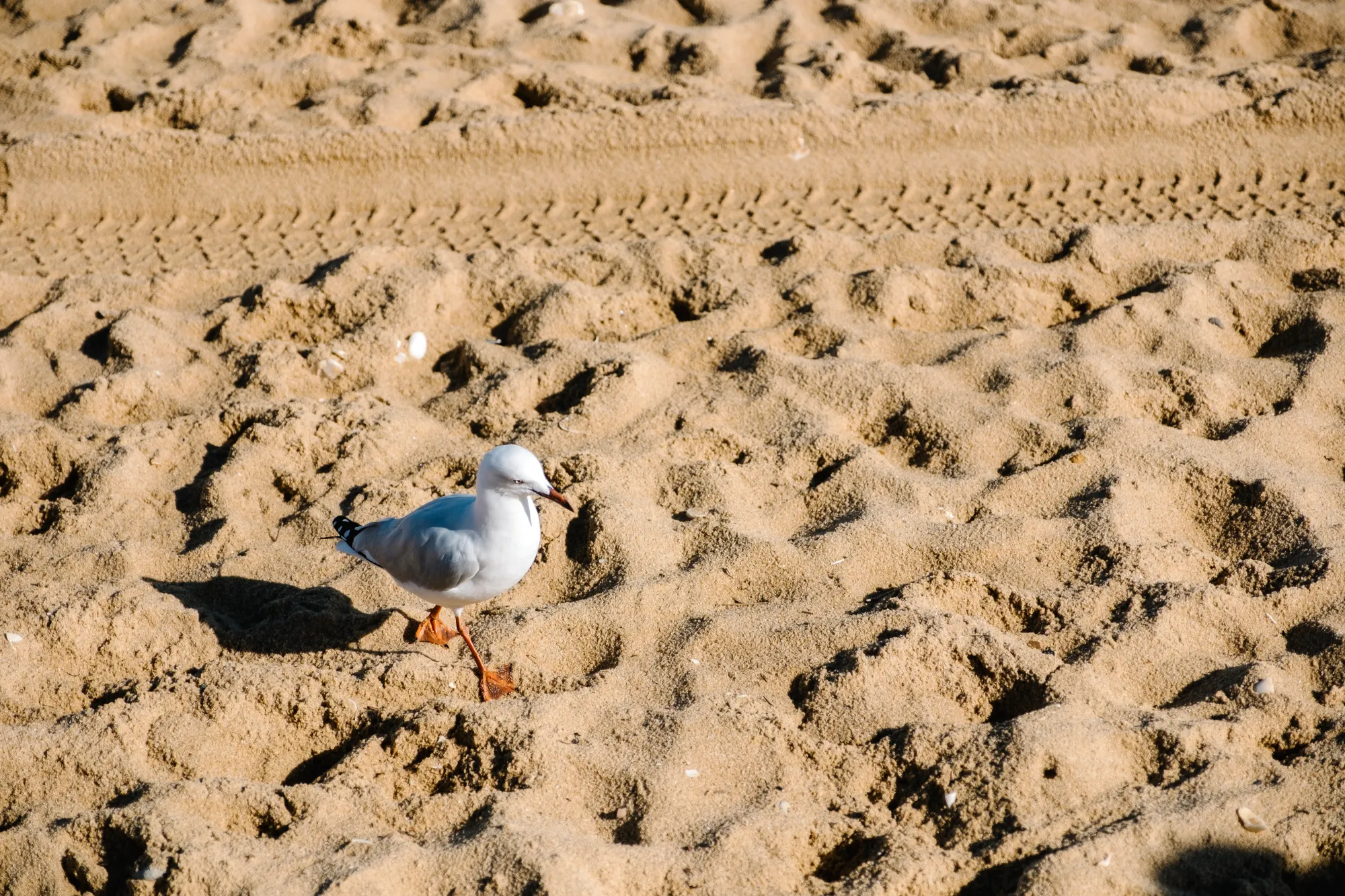 Balzac Wash Sand Delivery: Choosing the Right Sand for Landscaping and Construction